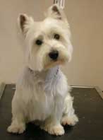 Photo du westie Petit Prince au salon de toilettage pour la pose du portrait.